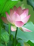 pic for Water Lily